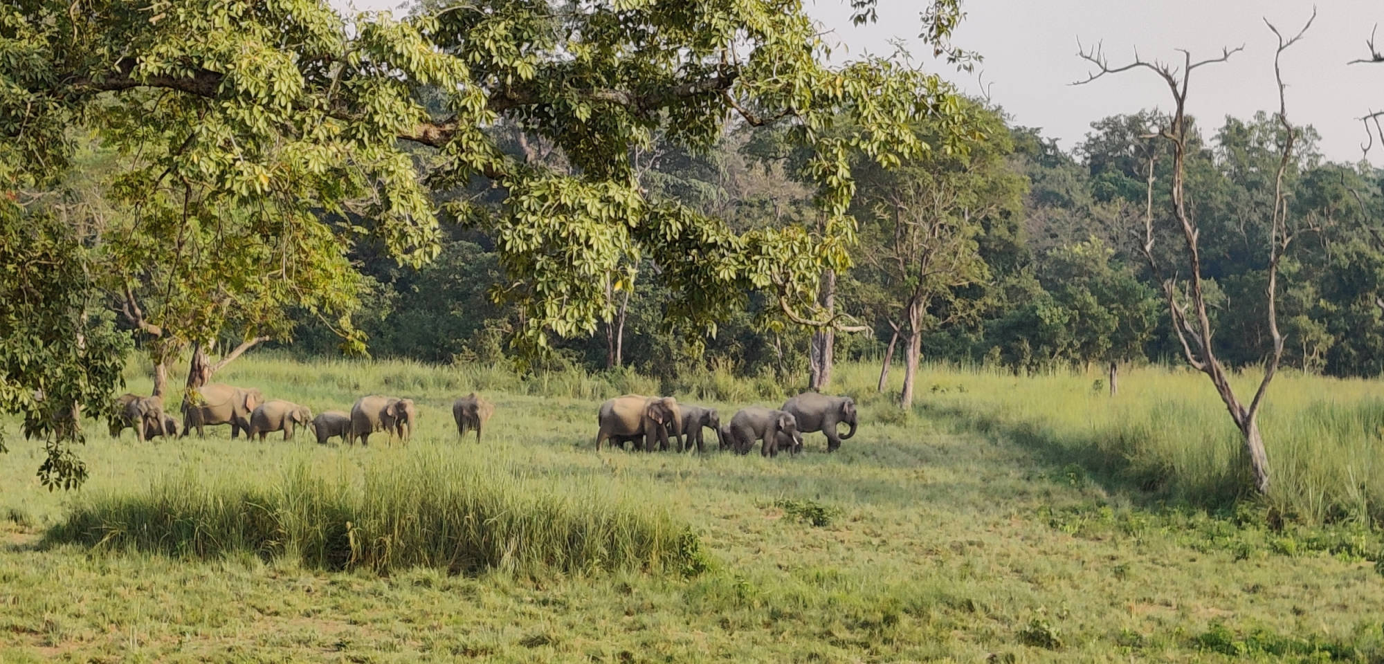 Ook in het Bardiya Park zijn olifanten te vinden ...