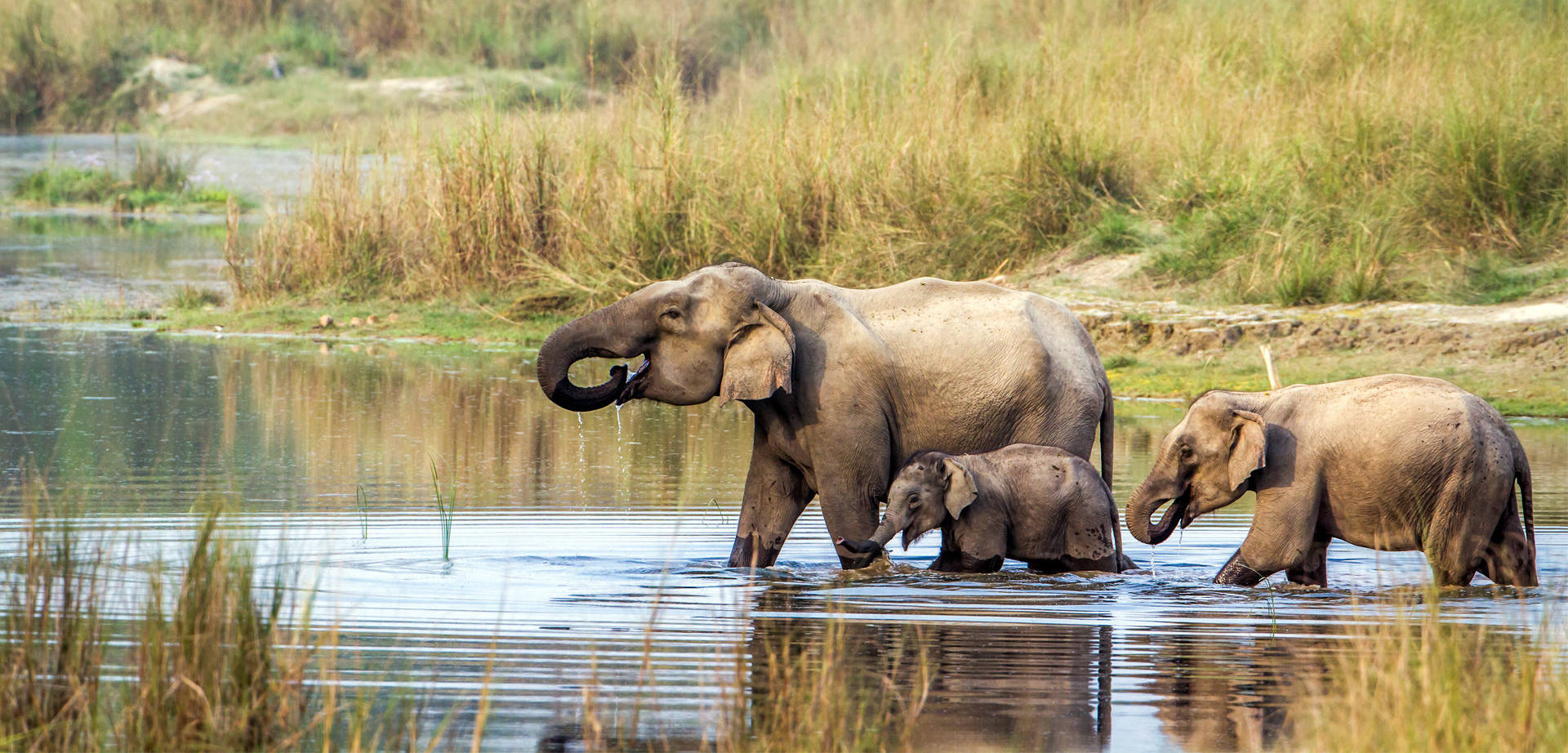 Olifanten in het Chitwan National Park