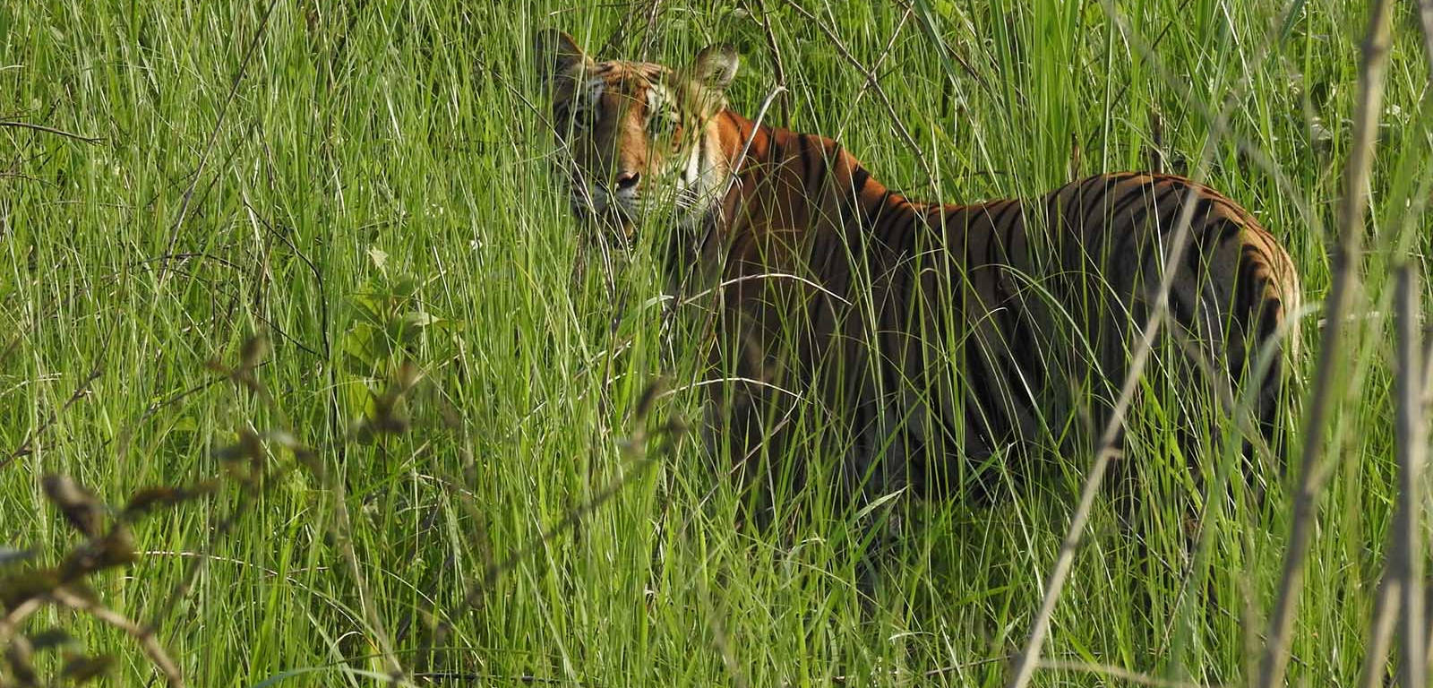 In de parken van Nepal leven nog Bengaalse tijgers ...