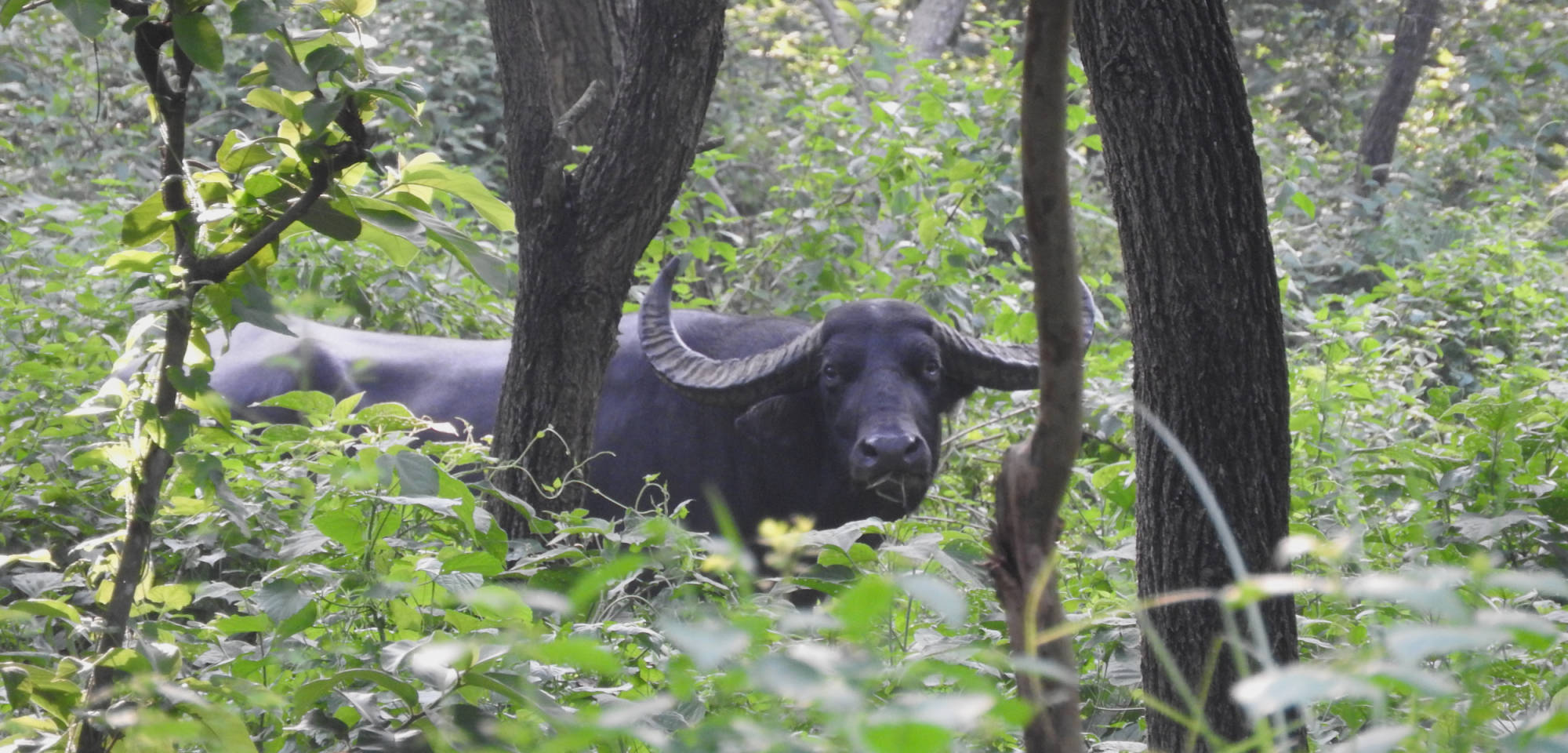 Ook beroemd om de wilde buffel populatie ...