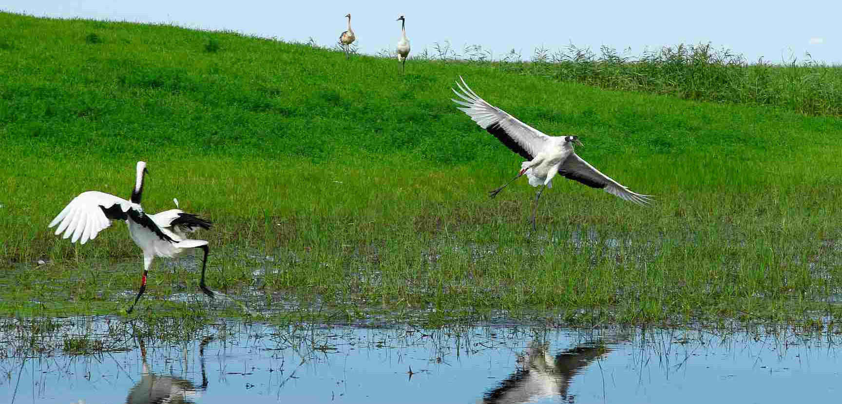 De moerassen van Koshi Tappu wildlife reserve ...