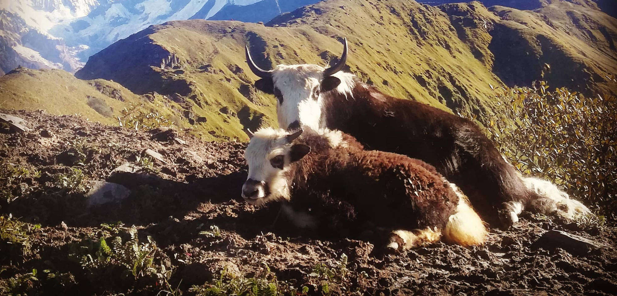 De Yaks boven de 3000 meter hoogte ...