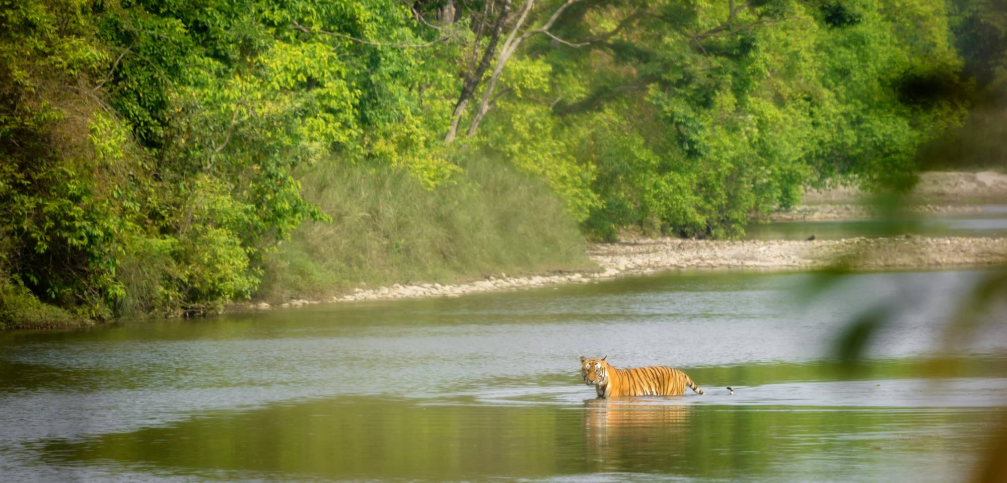 Ook de bengaalse tijger wordt in Parsa Reserve gezien ...