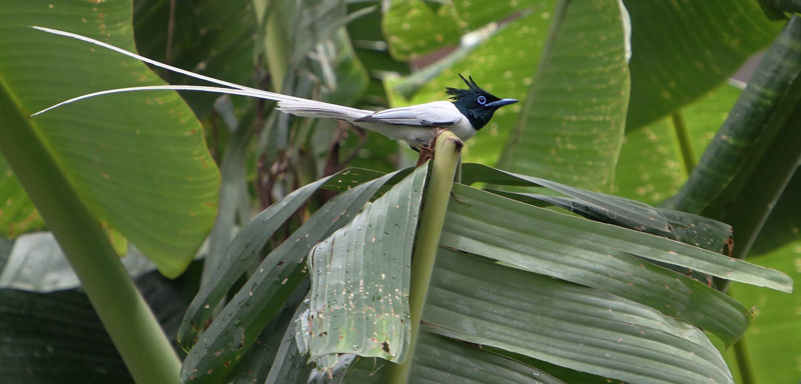 Een waar paradijs voor de vogelspotters!