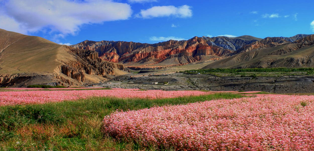 In augustus staat de boekweit in Upper Mustang in bloei.