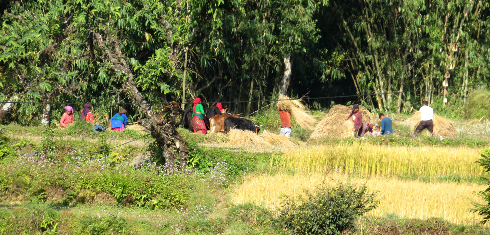 Leef en werk een dag mee met de Nepali indien gewenst.